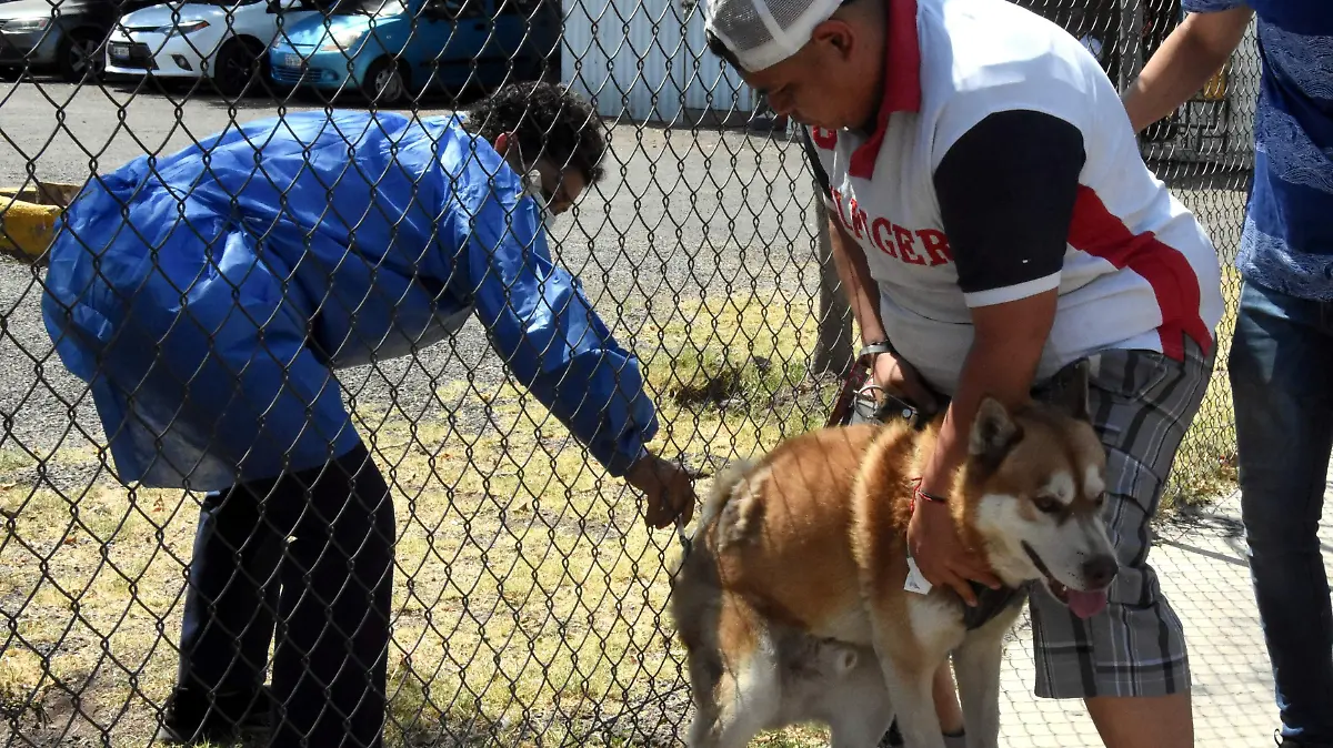 VACUNACION CANINA l JESUS GTZ - EL SOL DE IRAPUATO (3)